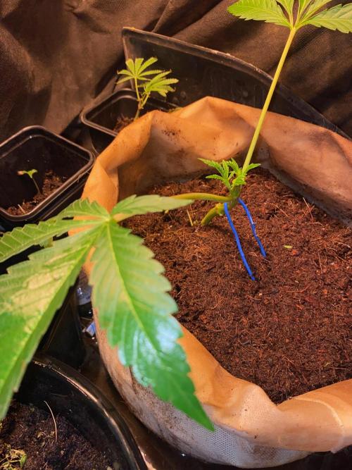 32% THC | -30 °C winter balcony indoor. Week 8 - D51