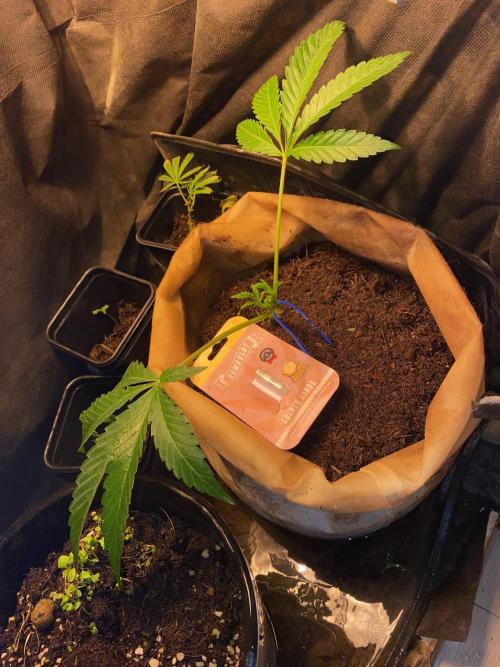 HPS. Week 8