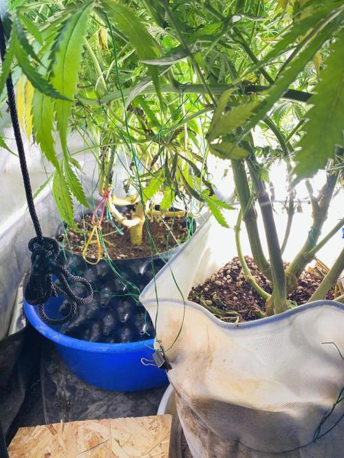 Durban Poizon Indoor. Week 14 - D95 - roots