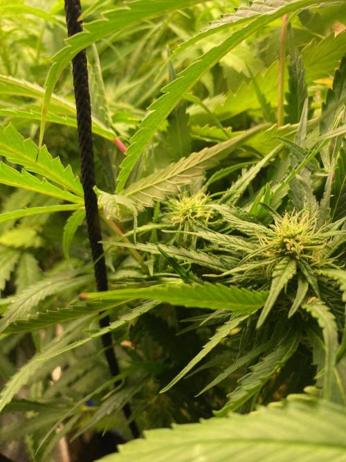 Durban Poizon Indoor. Week 14 - D95-buds 
