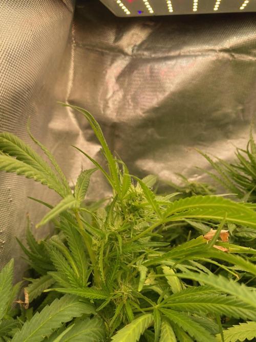 Durban Poizon Indoor. Week 14