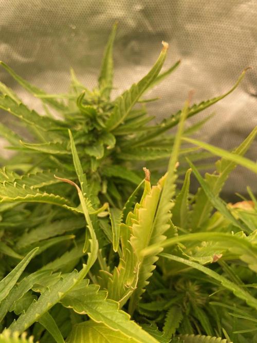 Durban Poizon Indoor. Week 14