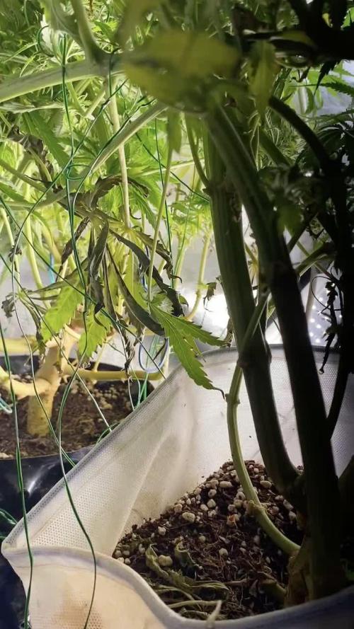 Durban Poizon Indoor