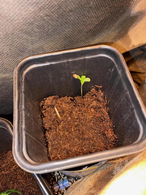 IZI AK47 Fem Indoor. Week 1 - D8