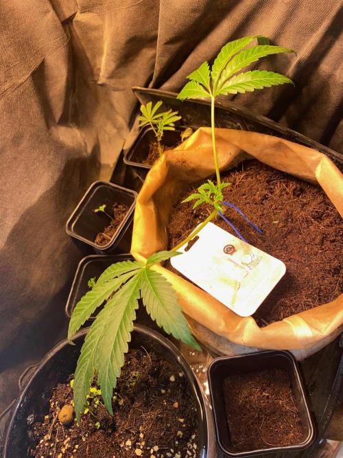 32% THC | -30 °C winter balcony indoor. Week 8 - D52-1