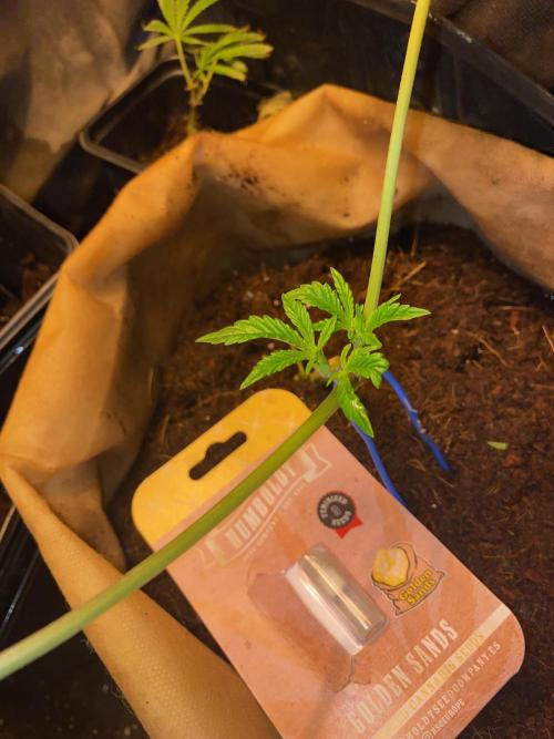 HPS. Week 8