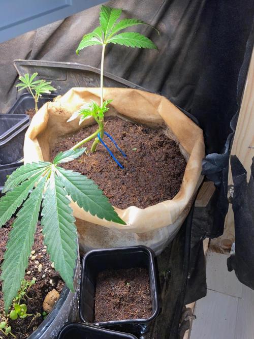 32% THC | -30 °C winter balcony indoor. Week 8 - D53-1