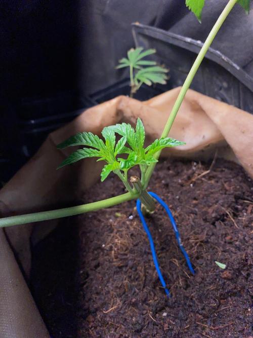HPS. Week 8