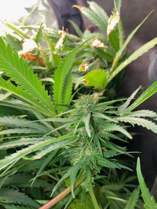Durban Poizon Indoor. Week 14 - D97-3