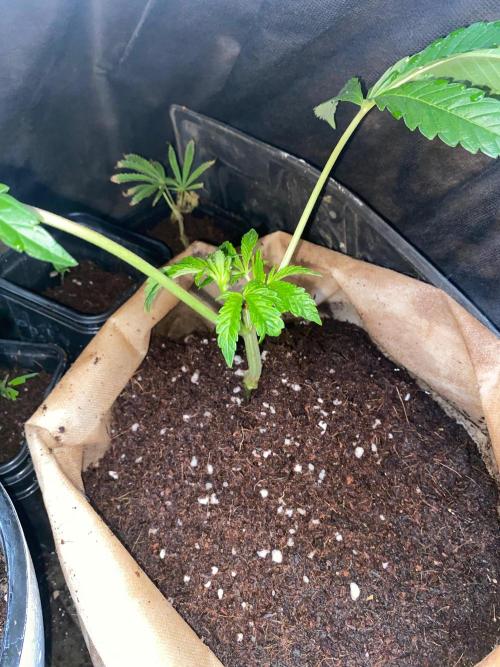 32% THC | -30 °C winter balcony indoor. Week 8 - D54