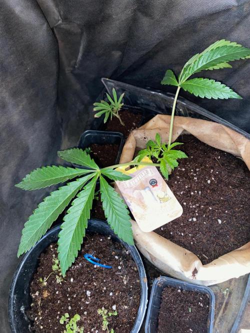 HPS. Week 8