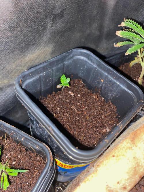 IZI AK47 Fem Indoor. Week 1 - D10