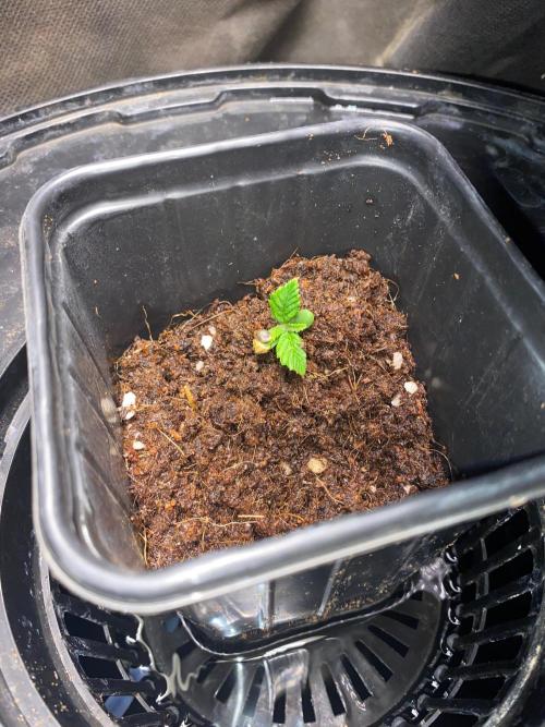 IZI AK47 Fem Indoor. Week 1 - D11