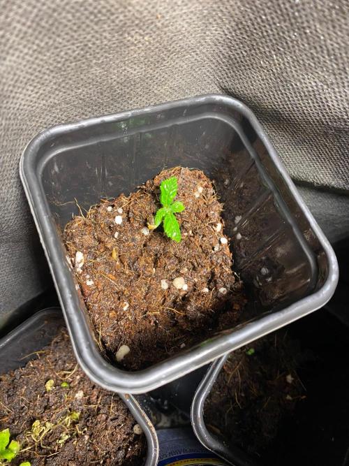 IZI AK47 Fem Indoor. Week 1 - D12