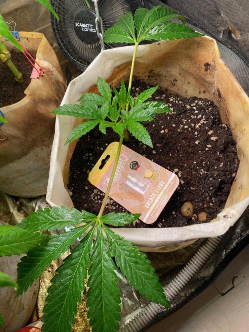 HPS. Week 8