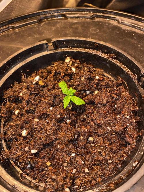 IZI AK47 Fem Indoor. Week 2 - D14