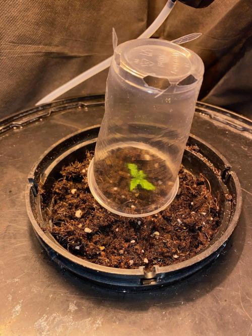 IZI AK47 Fem Indoor. Week 2 - D14-1