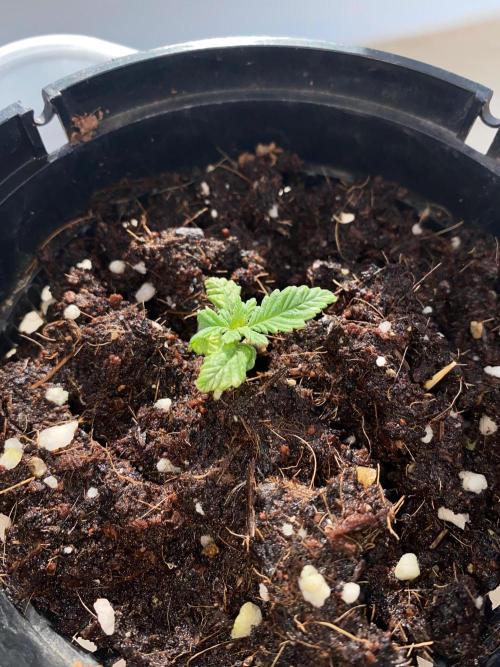 IZI AK47 Fem Indoor. Week 2 - D17