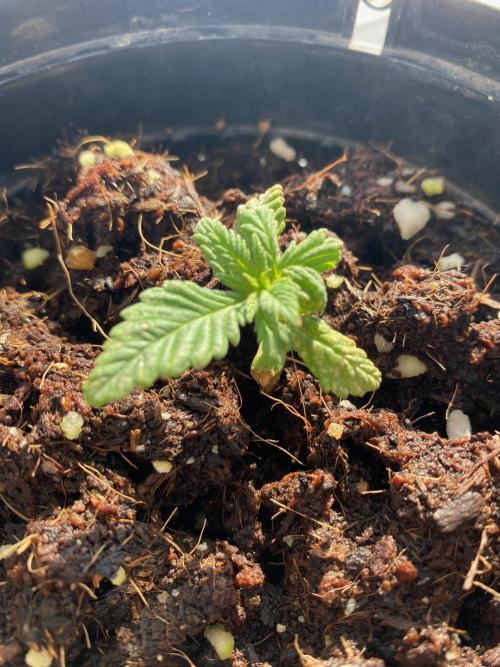 IZI AK47 Fem Indoor. Week 2 - D19