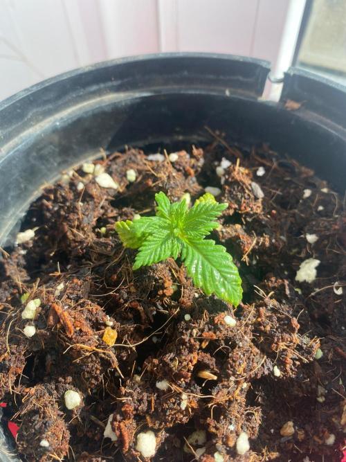 IZI AK47 Fem Indoor. Week 2 - D20