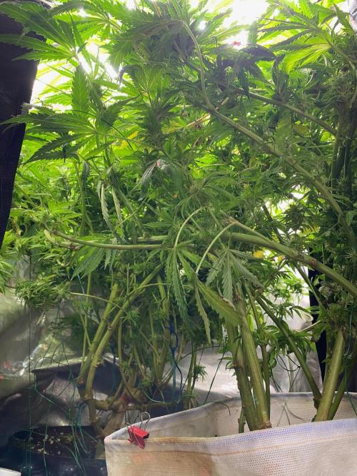 Durban Poizon Indoor. Week 15