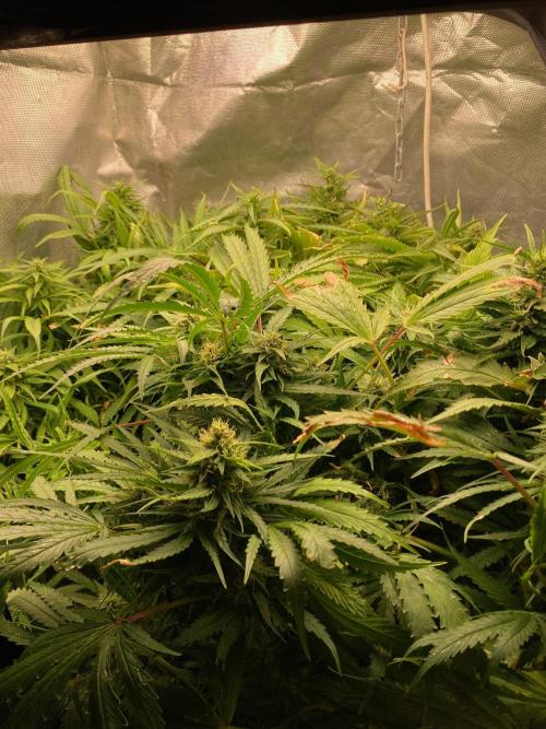 Durban Poizon Indoor. Week 15
