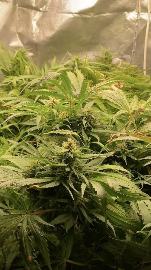 Durban Poizon Indoor