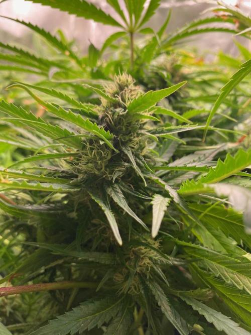 Durban Poizon Indoor. Week 15
