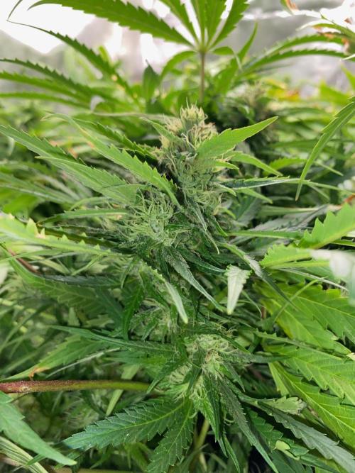 Durban Poizon Indoor. Week 15