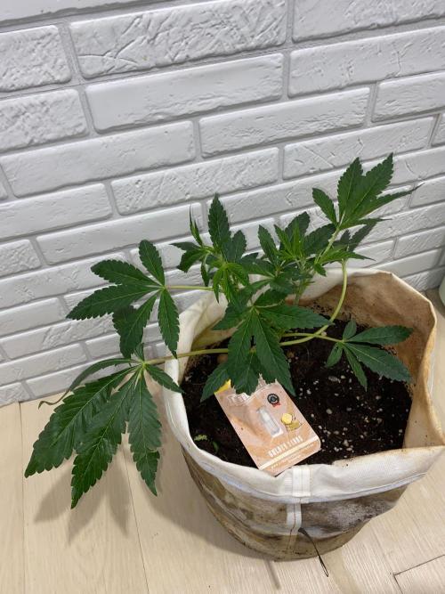 32% THC | -30 °C winter balcony indoor. Week 9