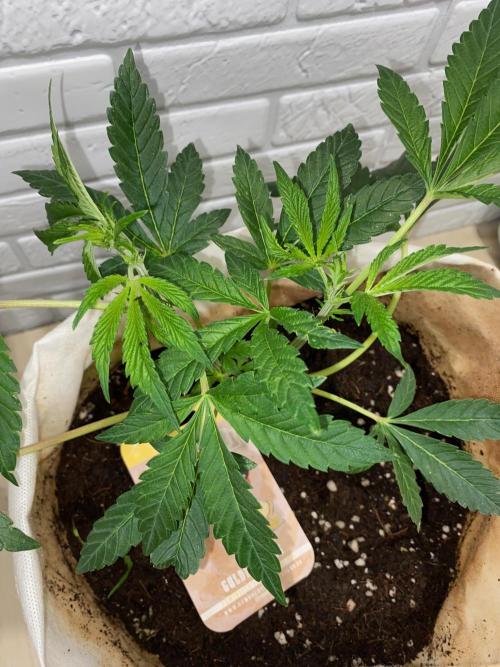 HPS. Week 9
