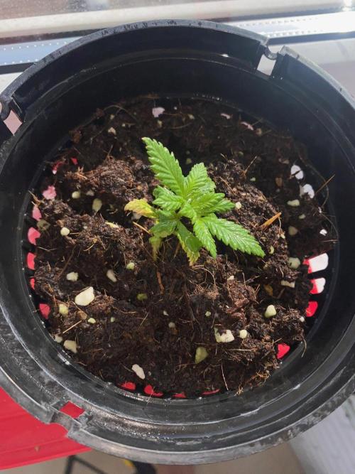 IZI AK47 Fem Indoor. Week 3 - D23