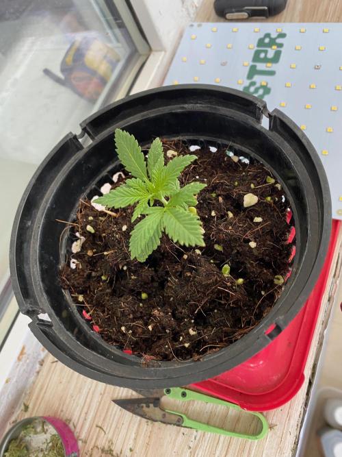 IZI AK47 Fem Indoor. Week 3 - D25