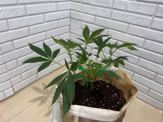 32% THC | -30 °C winter balcony indoor. Week 9 - D70