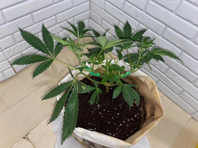 32% THC | -30 °C winter balcony indoor. Week 9 - D70-1