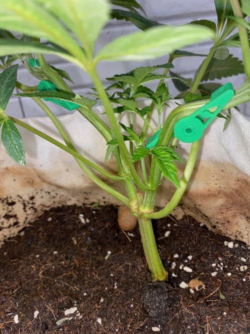 32% THC | -30 °C winter balcony indoor. Week 9 - LST