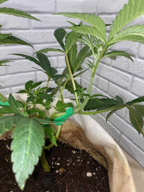 HPS. Week 9