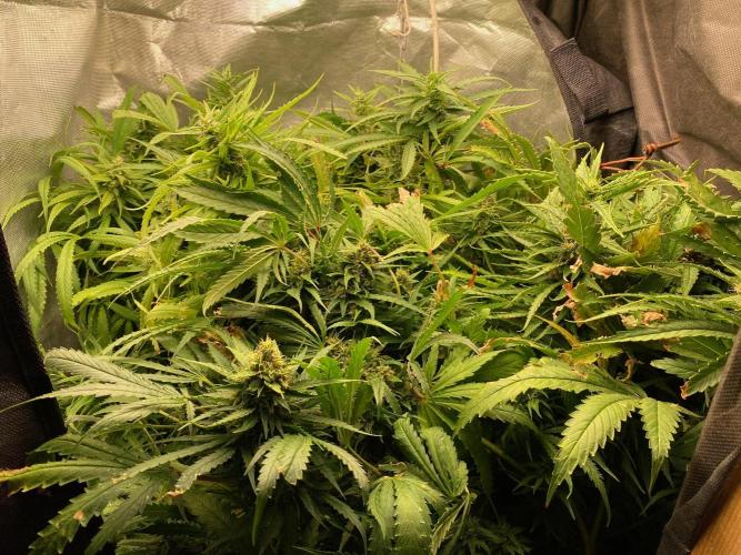 Durban Poizon Indoor. Week 16 - D114-1