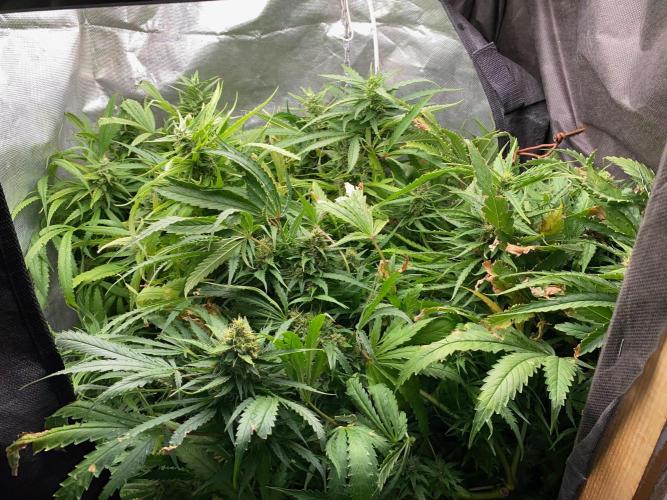 Durban Poizon Indoor. Week 16 - D114-2