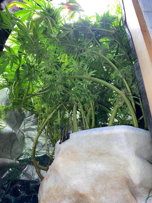 Durban Poizon Indoor. Week 16 - D114-roots