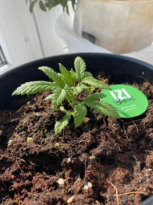 IZI AK47 Fem Indoor. Week 4 - D28