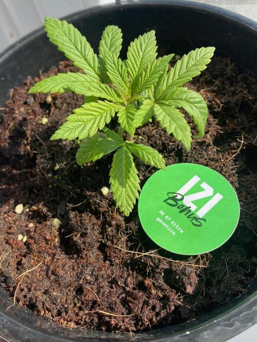 IZI AK47 Fem Indoor. Week 4 - D29