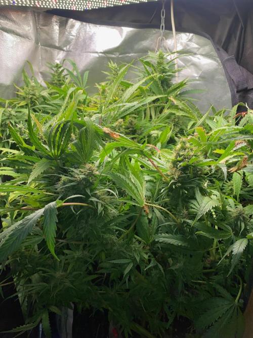 Durban Poizon Indoor. Week 17