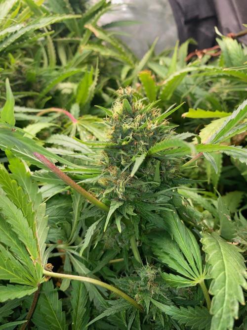 Durban Poizon Indoor. Week 17