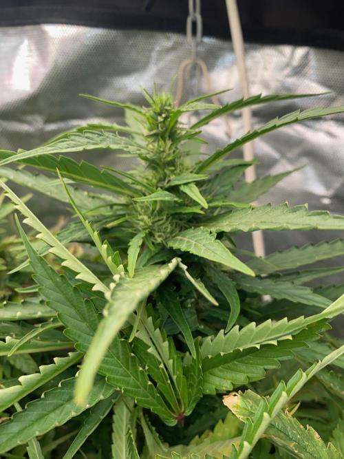 Durban Poizon Indoor. Week 17