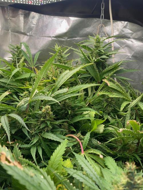 Durban Poizon Indoor. Week 17