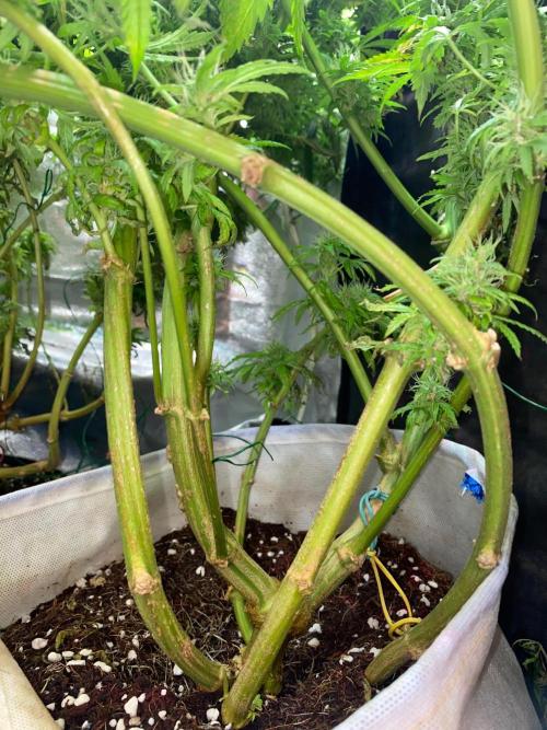 Durban Poizon Indoor. Week 17