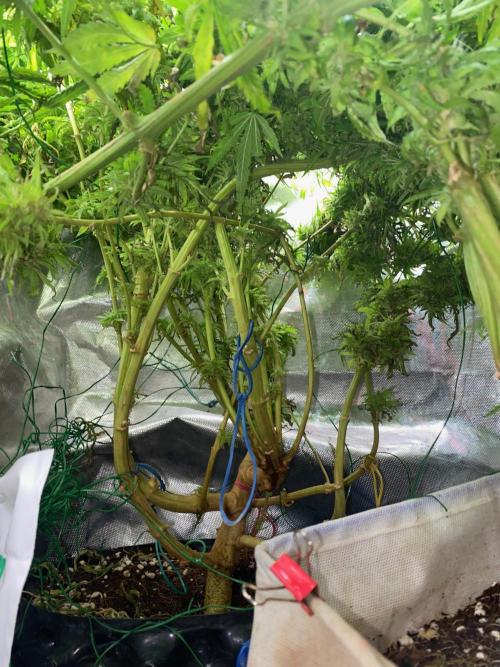 Durban Poizon Indoor. Week 17