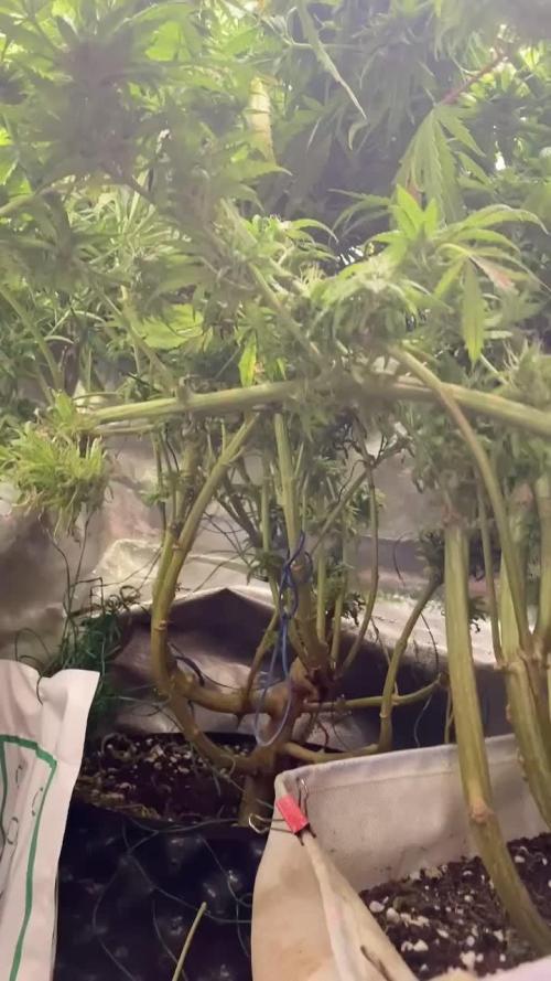 Durban Poizon Indoor