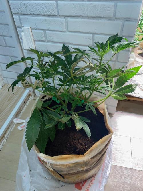 32% THC | -30 °C winter balcony indoor. Week 10